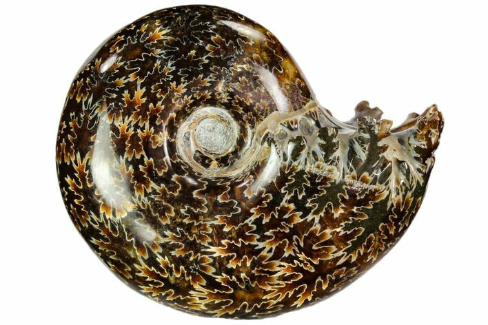 Polished, Agatized Ammonite (Cleoniceras) - Madagascar #110527